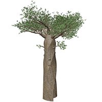 Madagascan Baobab Tree - 07 -