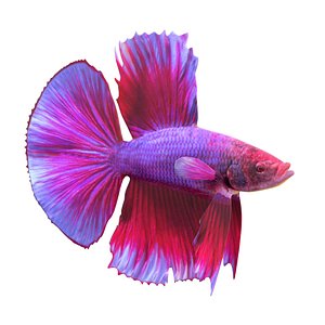 3D model Betta Fish 5