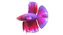 Betta Fish 5