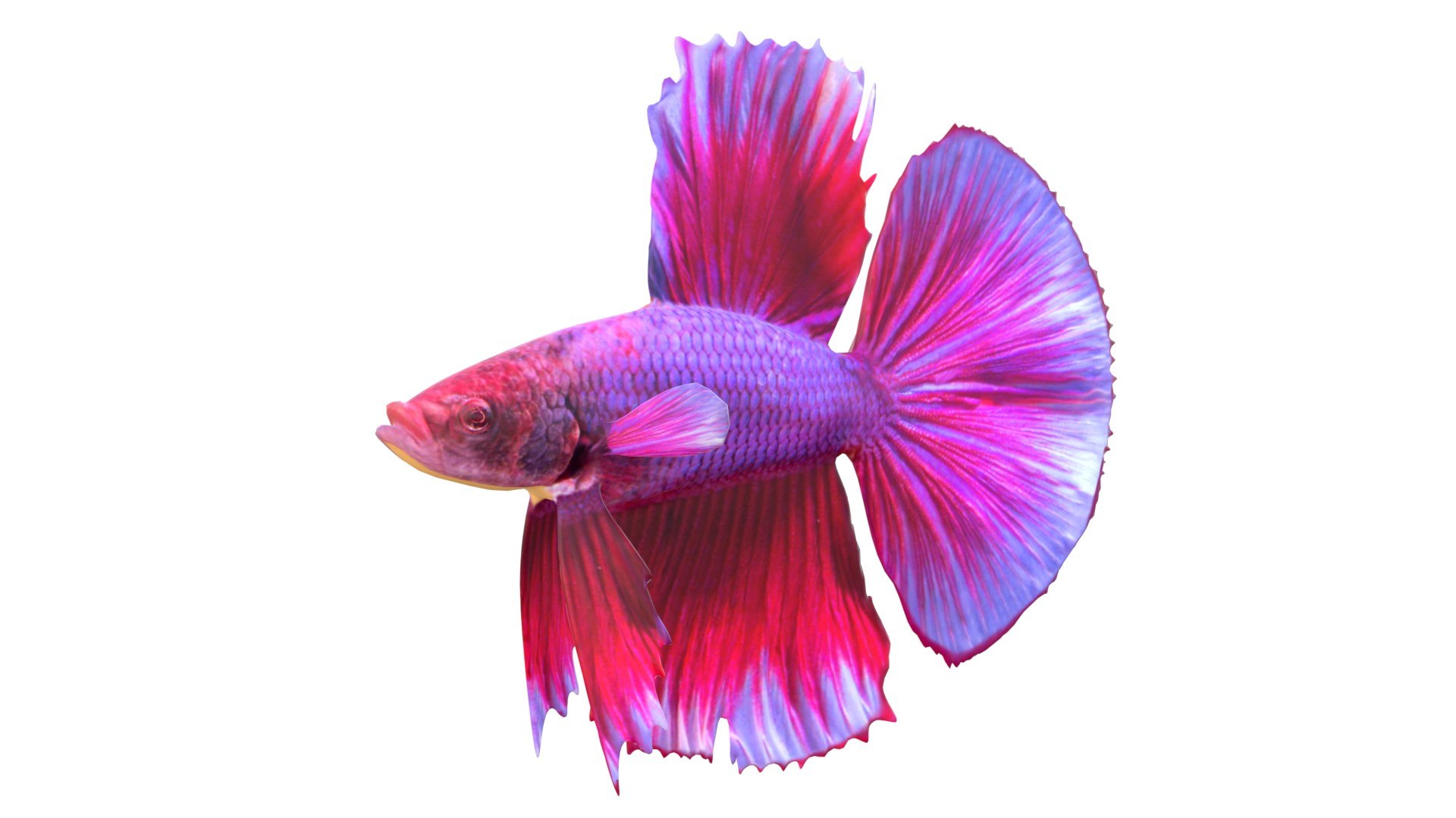 3D 50 Fish Sea Creature Collection v3 https://p.turbosquid.com/ts-thumb/Fq/ORQd9u/EM/1/jpg/1774420835/1920x1080/fit_q87/b2e3f645922473d5a3bbbfb9bedec9aa8c068d53/1.jpg