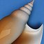 3d lwo seashell strombus listeri