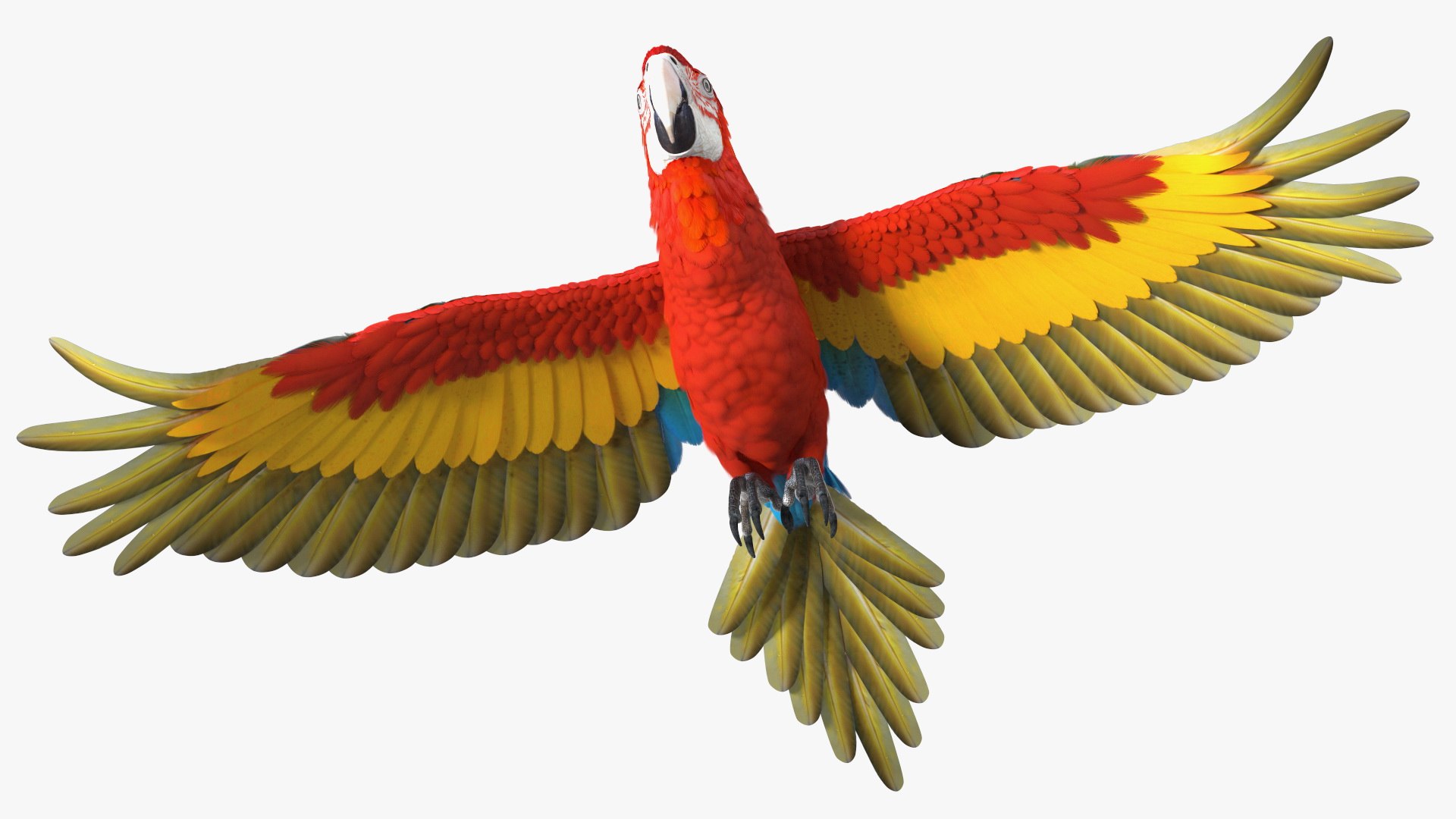 Red and Green Macaw Parrot Flight Pose 3D model preview