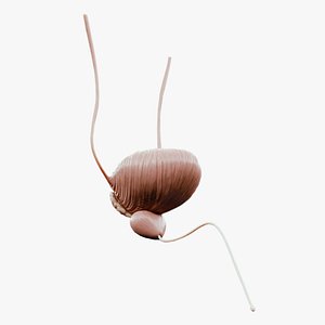 Bladder And Prostate Anatomy 3D model