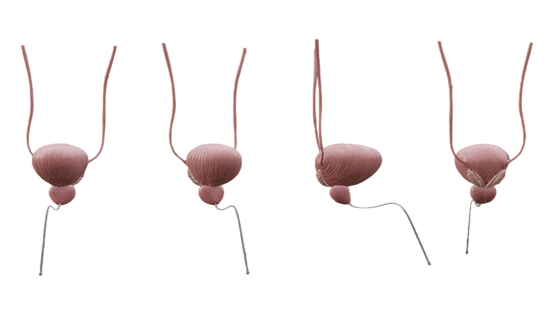 Bladder And Prostate Anatomy 3D Model - TurboSquid 2072102