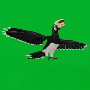 Oriental Pied Hornbill