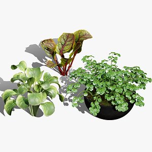 3D Versatile Leafy Plants 3D Asset Pack