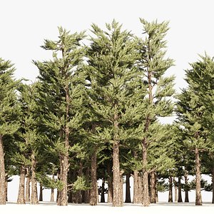 Pine forest trees 3D