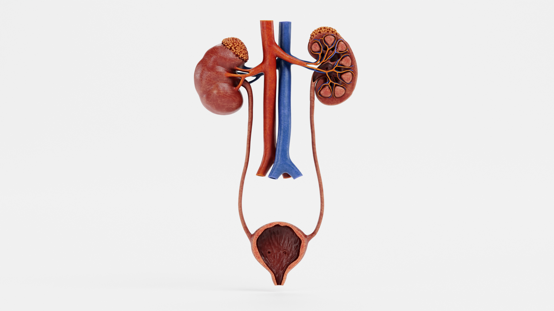 Urinary System Section 2 3D Model - TurboSquid 1716381