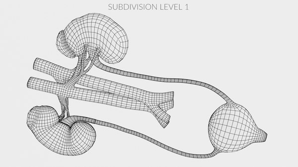 Modelo 3d Sección 2 Del Sistema Urinario - TurboSquid 1716381