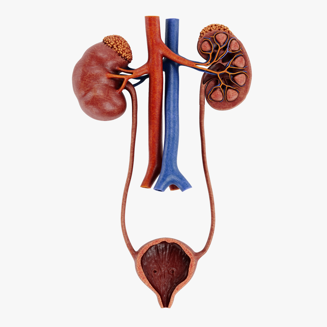 Urinary System Section 2 3D Model - TurboSquid 1716381