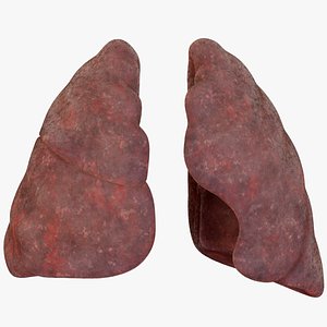 Smoker Human lungs 3D model