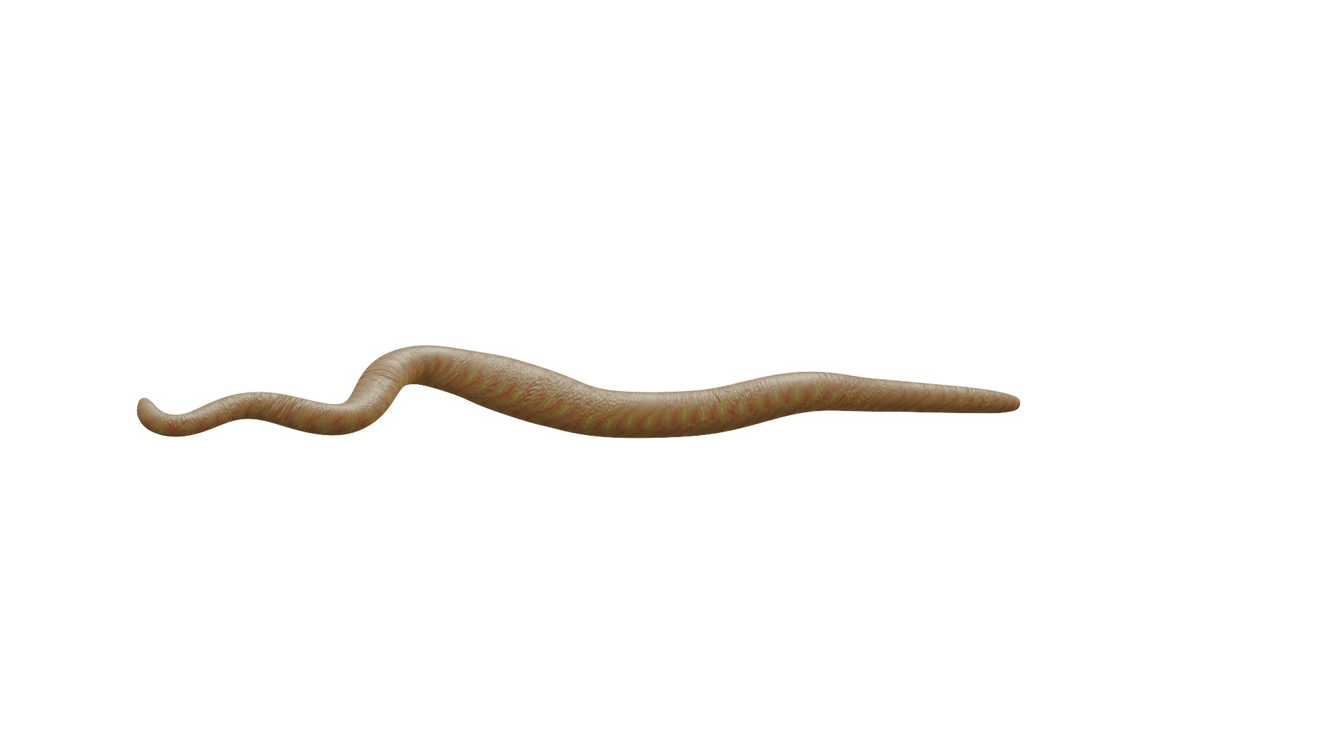 3D WORM https://p.turbosquid.com/ts-thumb/Fr/Jq2EUC/C6/v5/png/1646839847/1920x1080/fit_q87/b938e65c97ed3100f0a1177b9d0392bdb9592994/v5.jpg