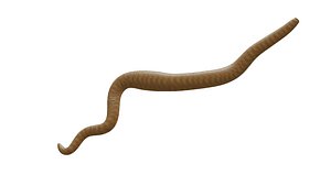 3D WORM