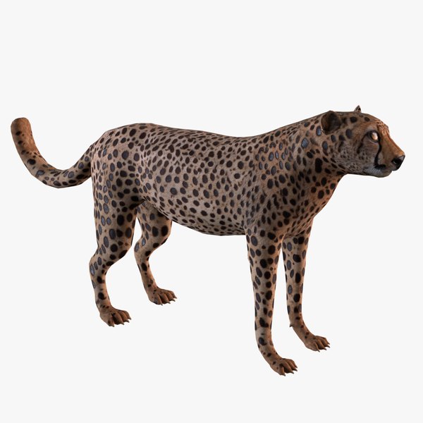 Cheetah 3D model