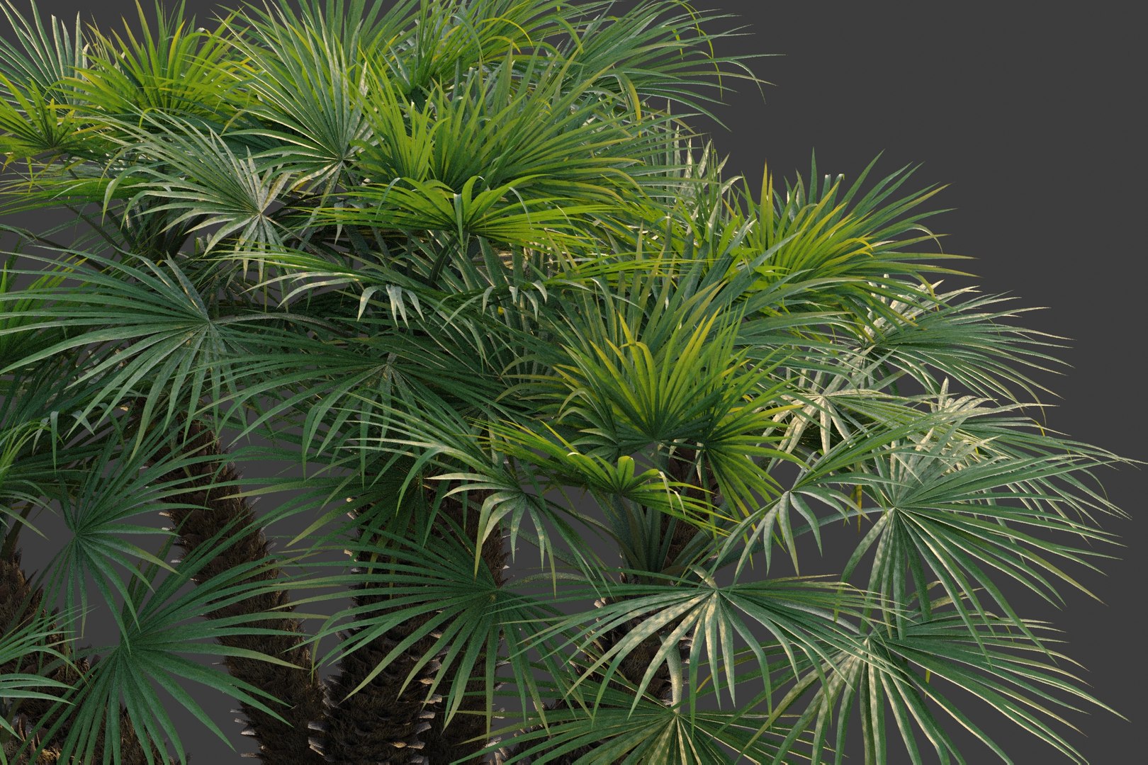 XfrogPlants Mediterranean Fan Palm - Chamaerops Humilis model https://p.turbosquid.com/ts-thumb/Fr/ONpi6T/Gw/chamaerops_01/jpg/1619735595/1920x1080/fit_q87/2ac26b441038acbb53b77a43fb998978fef44a2c/chamaerops_01.jpg