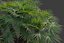 XfrogPlants Mediterranean Fan Palm-Chamaerops Humilis