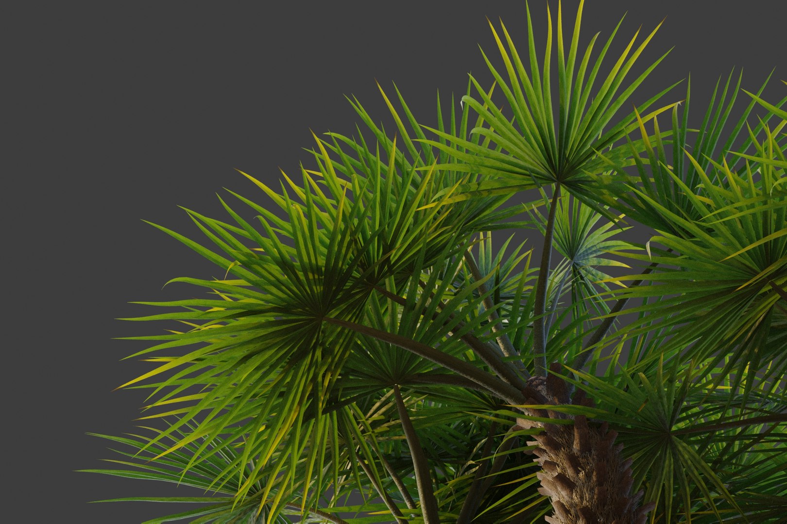 XfrogPlants Mediterranean Fan Palm - Chamaerops Humilis model https://p.turbosquid.com/ts-thumb/Fr/ONpi6T/T7/chamaerops_03/jpg/1619735586/1920x1080/fit_q87/fd40425f250da551ff5f7257798c031db954295b/chamaerops_03.jpg