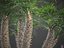 XfrogPlants Mediterranean Fan Palm-Chamaerops Humilis
