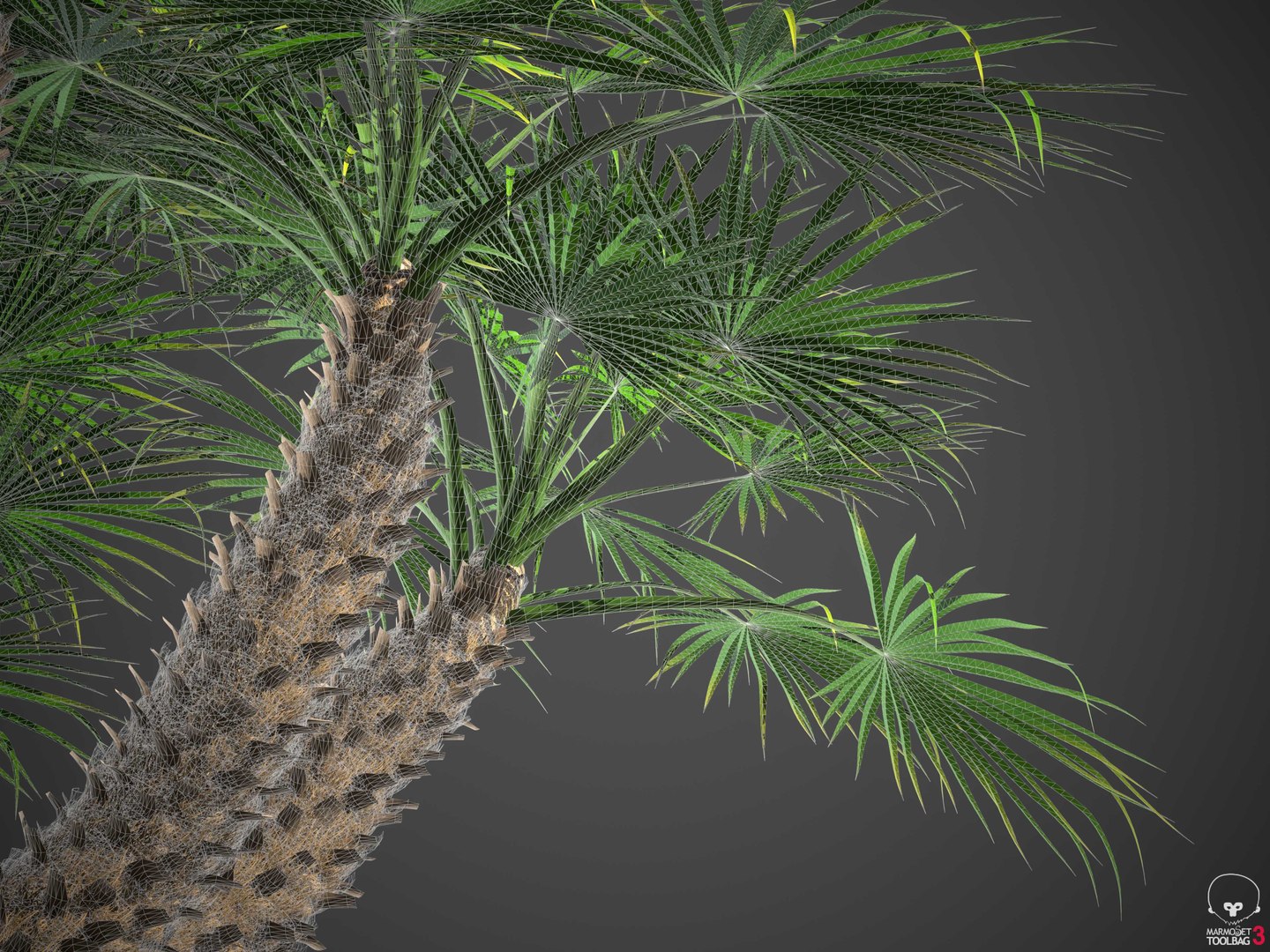 XfrogPlants Mediterranean Fan Palm - Chamaerops Humilis model https://p.turbosquid.com/ts-thumb/Fr/ONpi6T/pk/wireframe2/jpg/1619735577/1920x1080/fit_q87/f05895411ed7407467948f0e8c46b5ceaa714167/wireframe2.jpg