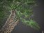 XfrogPlants Mediterranean Fan Palm-Chamaerops Humilis