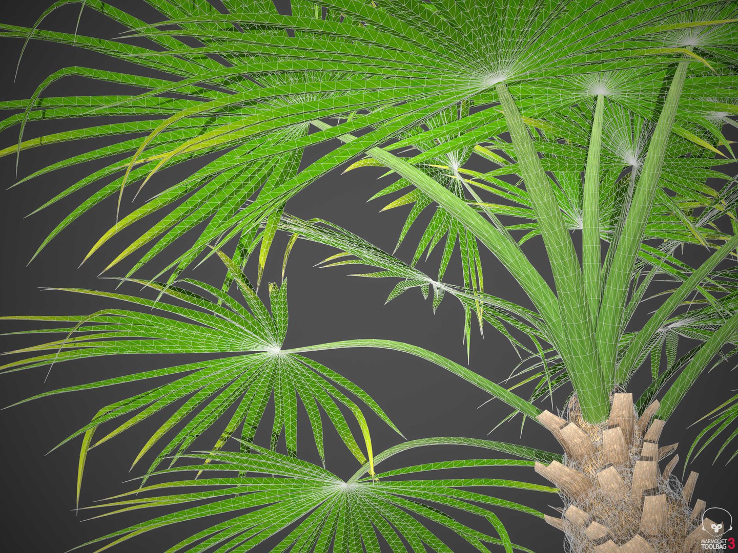 XfrogPlants Mediterranean Fan Palm - Chamaerops Humilis model https://p.turbosquid.com/ts-thumb/Fr/ONpi6T/tV/wireframe1/jpg/1619735578/1920x1080/fit_q87/292a92619005fe67a1de802331a7dfca7ba7d417/wireframe1.jpg