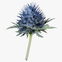 Milk Marian Mary Blessed Thistle Silybum Marianum Remastered
