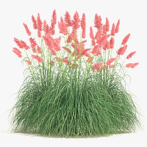 Pampas Grass Set