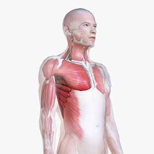 male body skeleton muscles 3D model