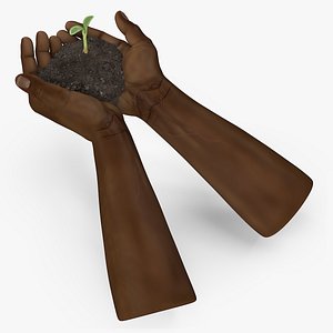 Afro American Hands Holding Seedling