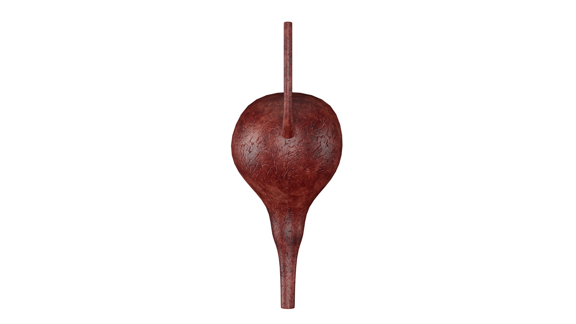 Bladder 3D Model Model - TurboSquid 2208741