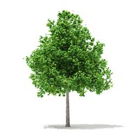 Sweetgum Tree (Liquidambar styraciflua) 4.6m