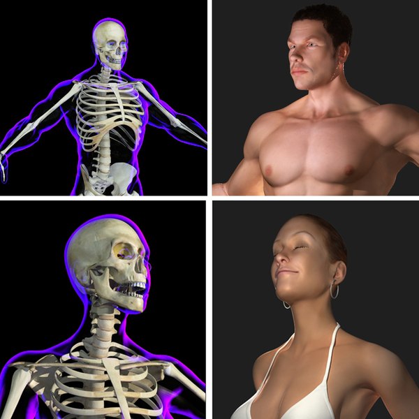 3d x-ray skeleton female rigged