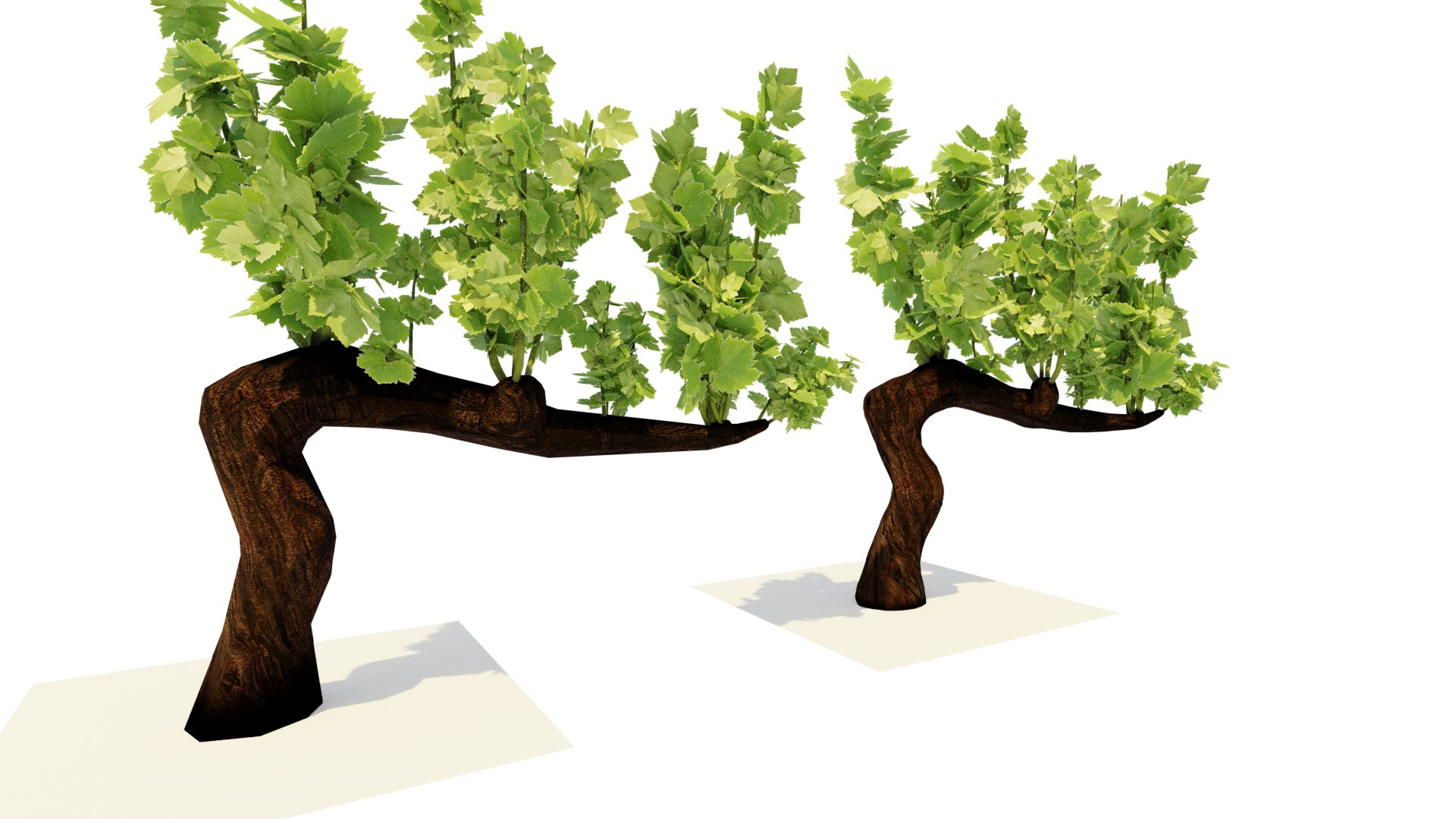 3D Guyot vine plant https://p.turbosquid.com/ts-thumb/Fr/wxRYUz/4X/vite/png/1635526075/1920x1080/fit_q87/ddcabe0dbea1288fb2851af547584dafd97a0994/vite.jpg