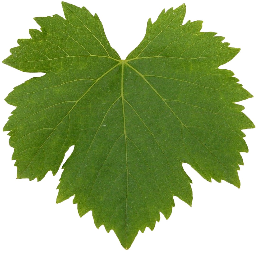 3D Guyot vine plant https://p.turbosquid.com/ts-thumb/Fr/wxRYUz/Ae/foglia1/png/1635526558/1920x1080/fit_q87/b33aa1140298ee1b37436dcb6fa957049418b291/foglia1.jpg