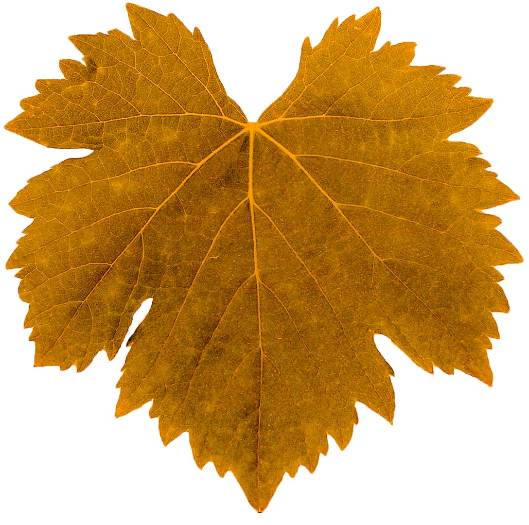 3D Guyot vine plant https://p.turbosquid.com/ts-thumb/Fr/wxRYUz/TX/foglia7/png/1635526493/1920x1080/fit_q87/2507a64d73f17e36f1ab5d76471da9f1e25cec5b/foglia7.jpg