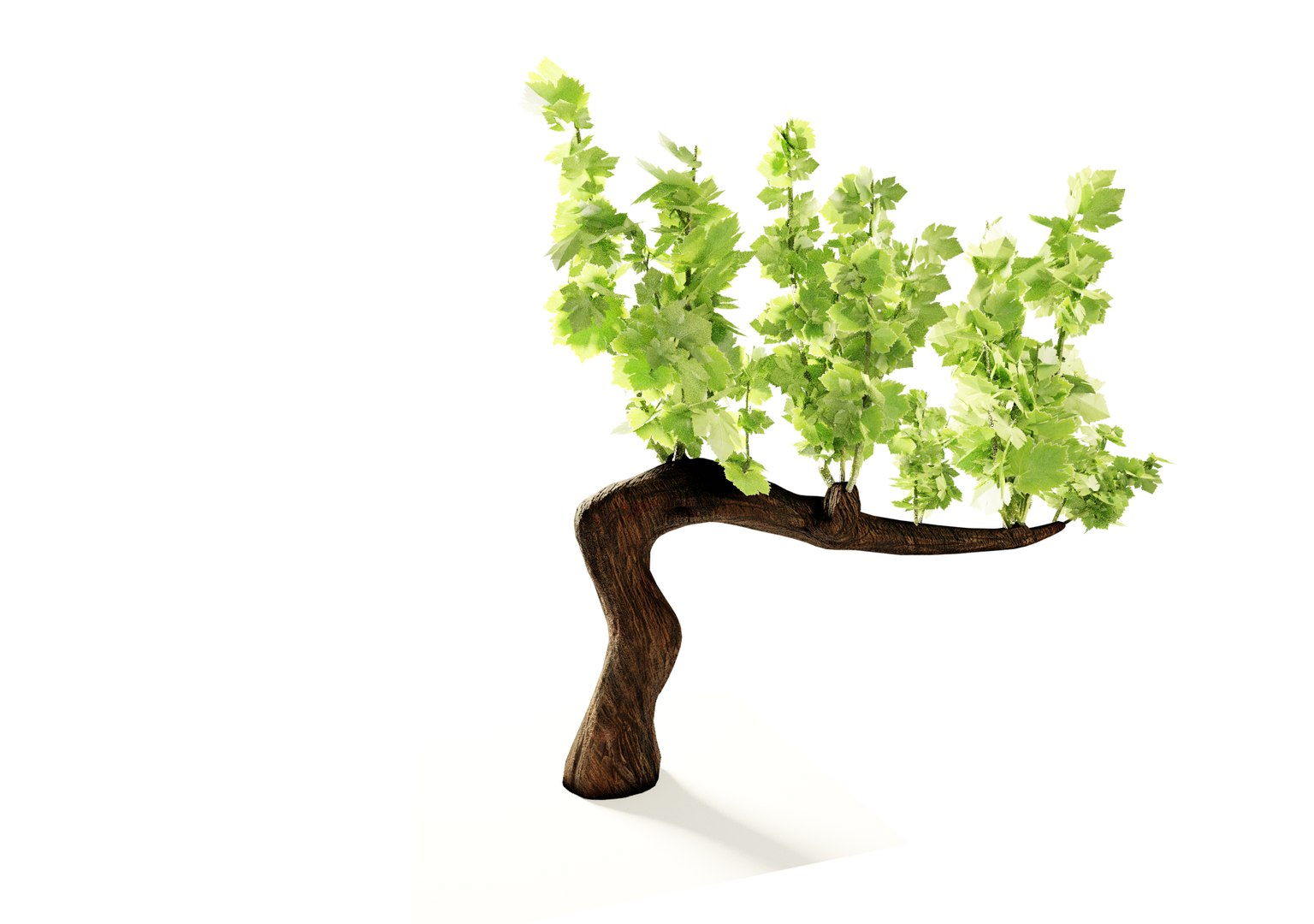 3D Guyot vine plant https://p.turbosquid.com/ts-thumb/Fr/wxRYUz/bO/vite5/png/1635526295/1920x1080/fit_q87/8134e1ef267eb5c3b31fef25e5fe237398709f31/vite5.jpg