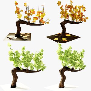3D Guyot vine plant