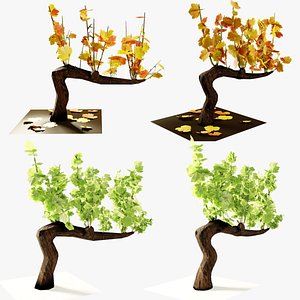 Guyot vine plant