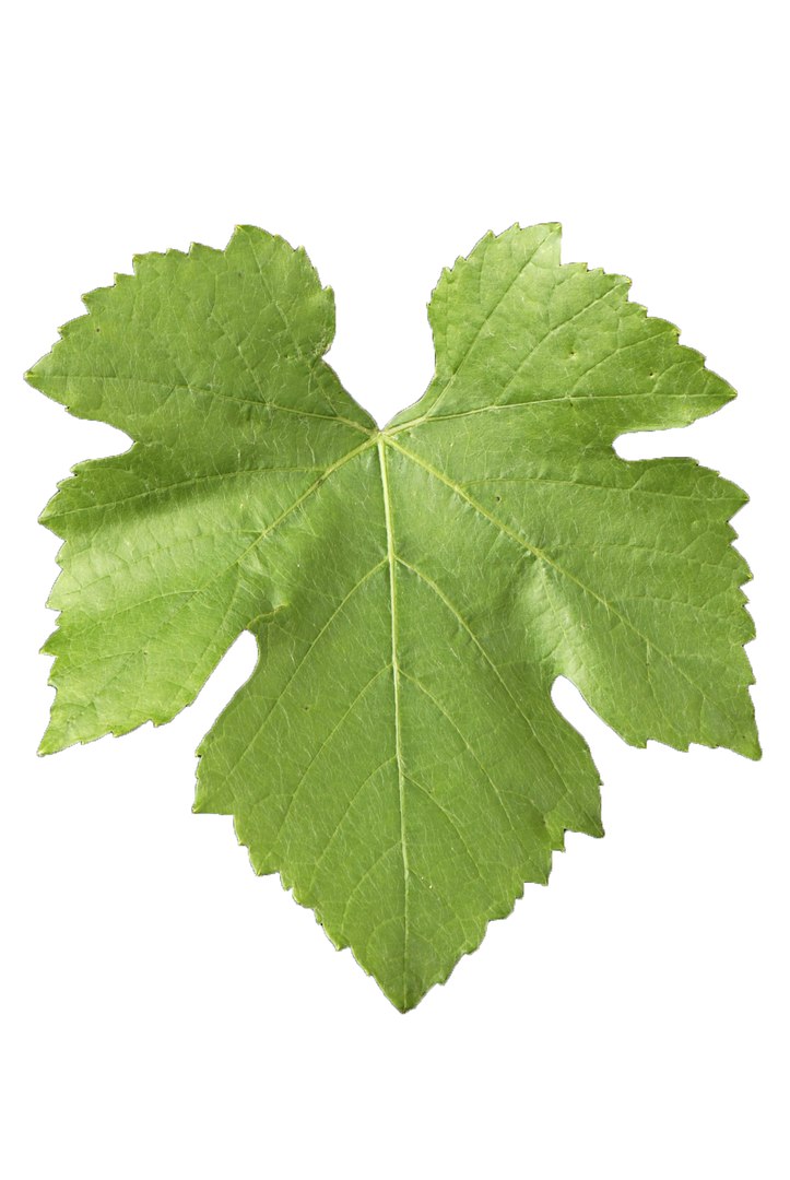3D Guyot vine plant https://p.turbosquid.com/ts-thumb/Fr/wxRYUz/js/foglievite3/png/1635526558/1920x1080/fit_q87/9e89055d4fd47ebcbde1b8e47cee1fda8ae2c009/foglievite3.jpg