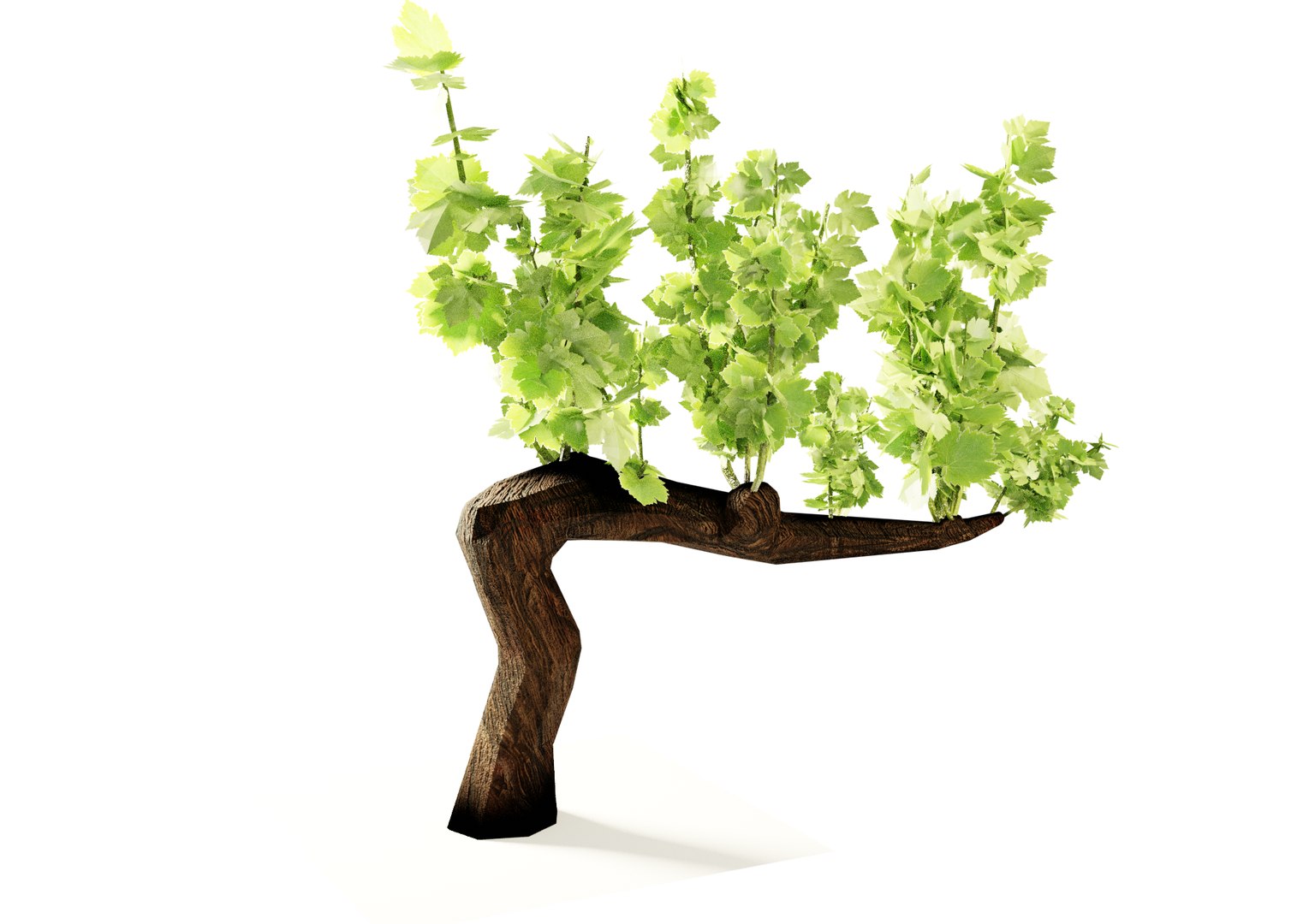 3D Guyot vine plant https://p.turbosquid.com/ts-thumb/Fr/wxRYUz/w8/vite1low/png/1635526262/1920x1080/fit_q87/49eb587ee3b839a6906671450ffb6514b77a303d/vite1low.jpg