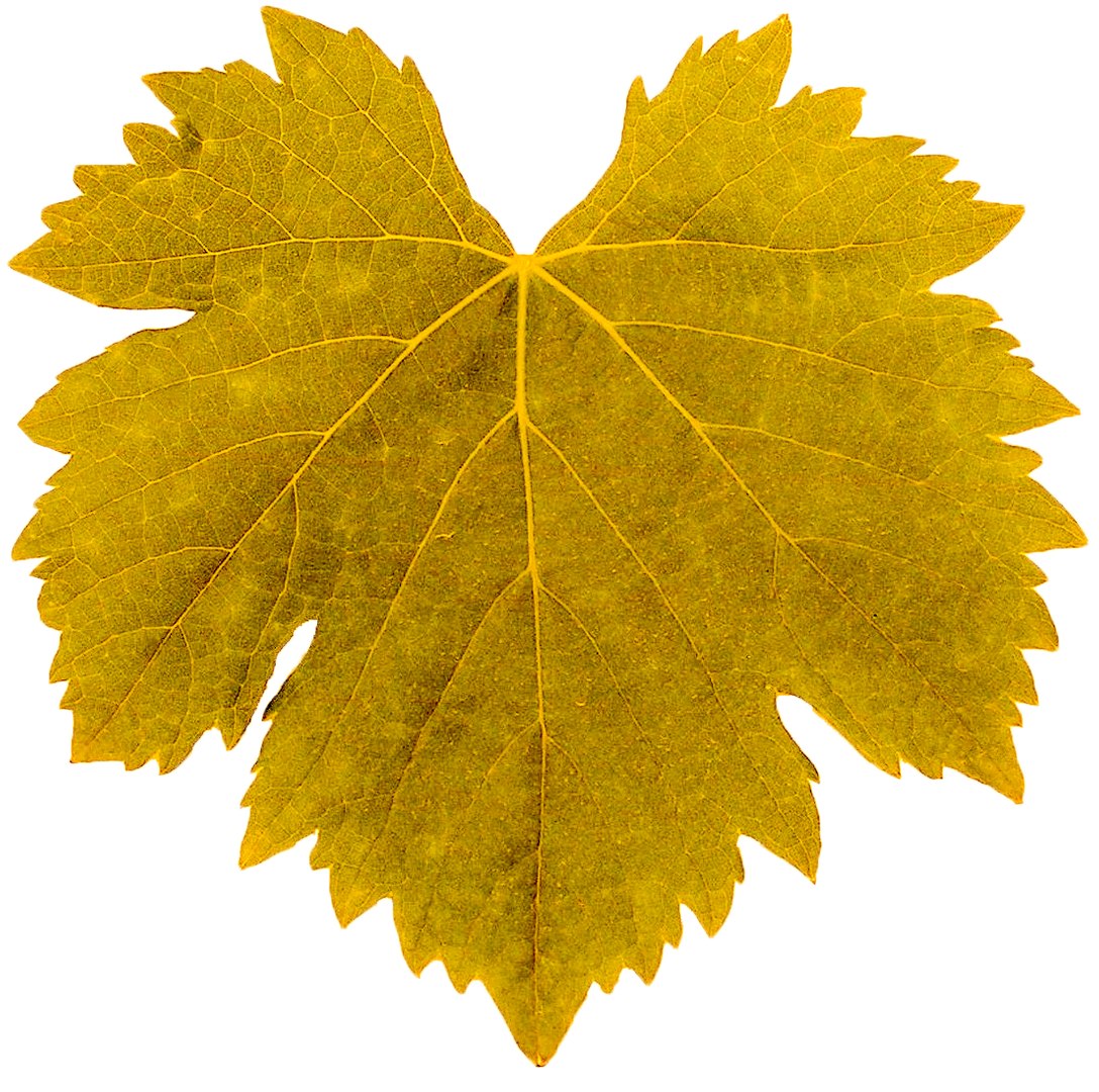 3D Guyot vine plant https://p.turbosquid.com/ts-thumb/Fr/wxRYUz/xq/foglia8/png/1635526522/1920x1080/fit_q87/e6790c744baff1782f35c89aa83efa4c19ce45b7/foglia8.jpg