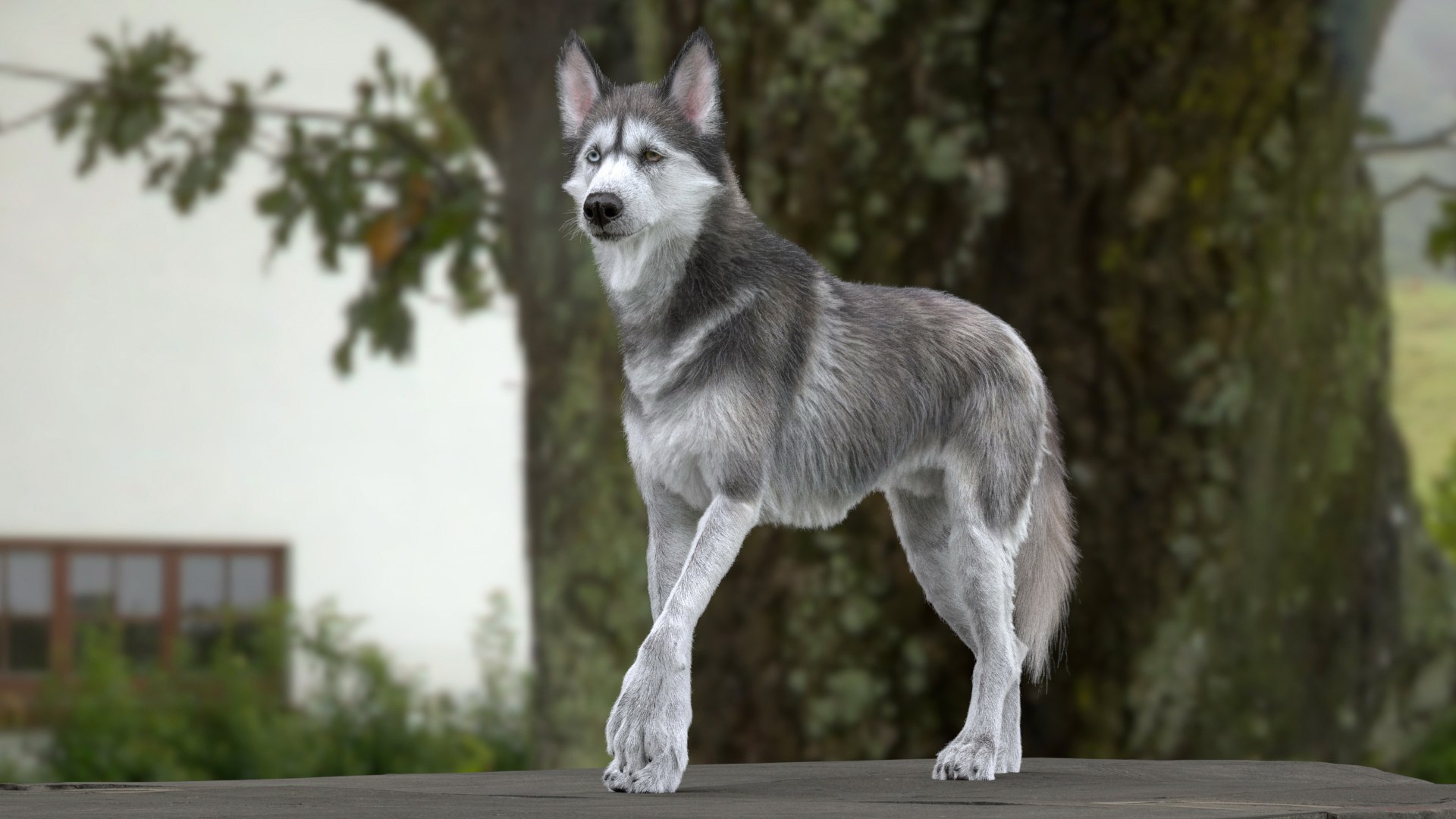3D Husky RIGGED - TurboSquid 2312137