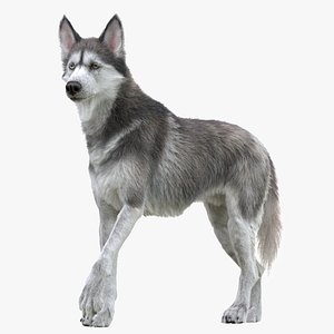 3D Husky RIGGED