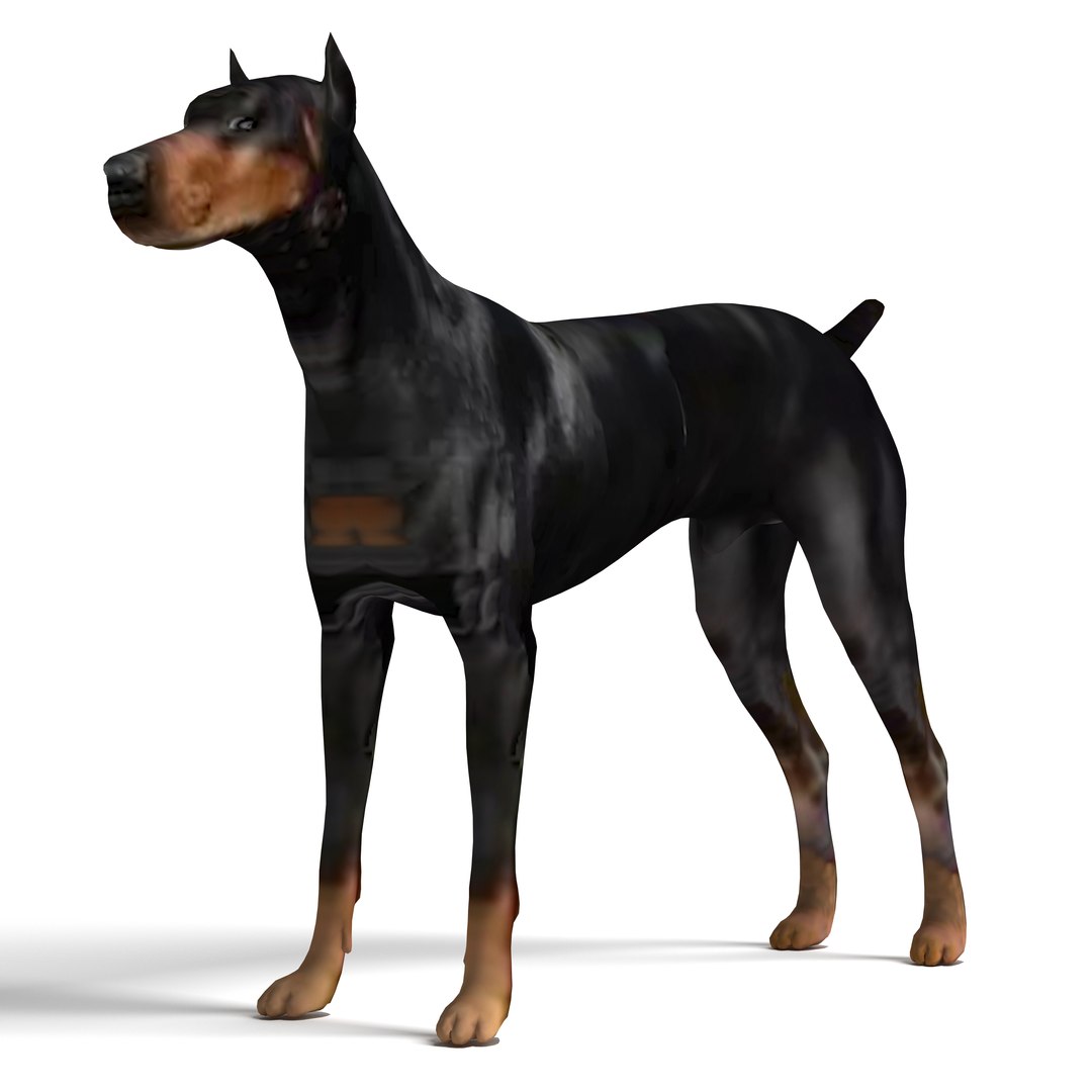 Doberman Dog 3D model - TurboSquid 1728401