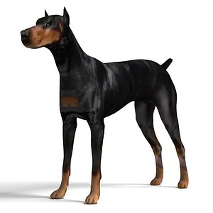 Doberman Dog 3D model