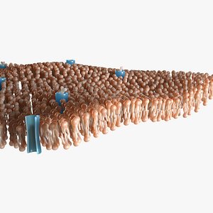 Lipid Layer