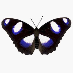 3D model Great Eggfly Butterfly
