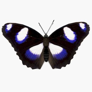 Great Eggfly Butterfly