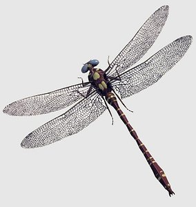 dragonfly hawker obj