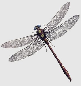 DF Hawker